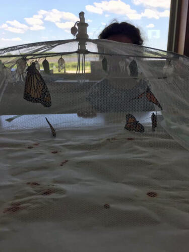A child observes the newly hatched monarchs