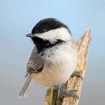 Black Capped Chickadee