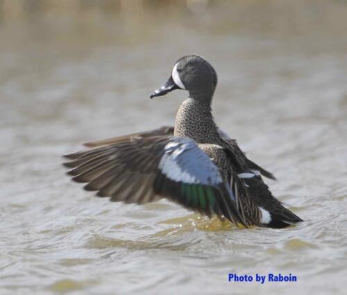 Blue-wing Teal 