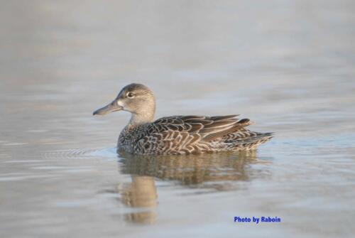 Blue-wing Teal 