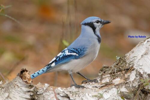 Bluejay