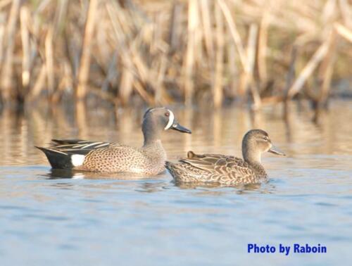 Bluewing Teal pair