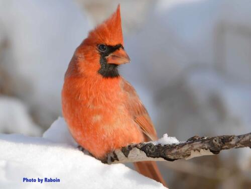 Cardinal