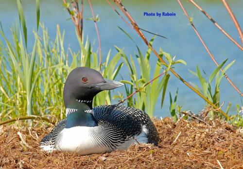 Common Loon