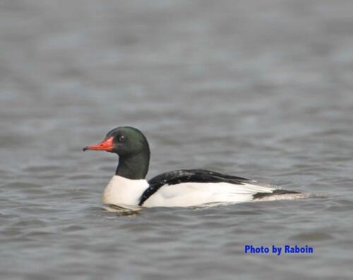 Common Merganser