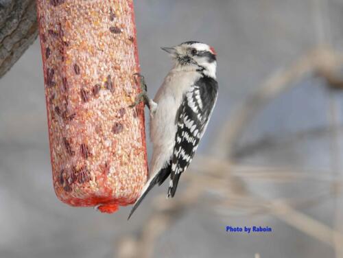 Downy Woodpecker