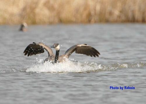 Goose landing