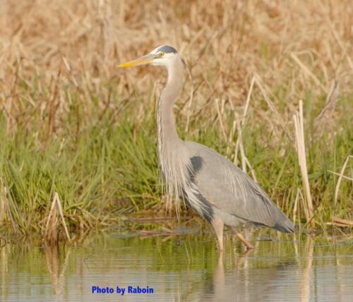 Great Blue Heron