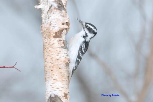 Hairy Woodpecker