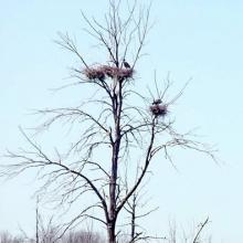 Heron Rookery