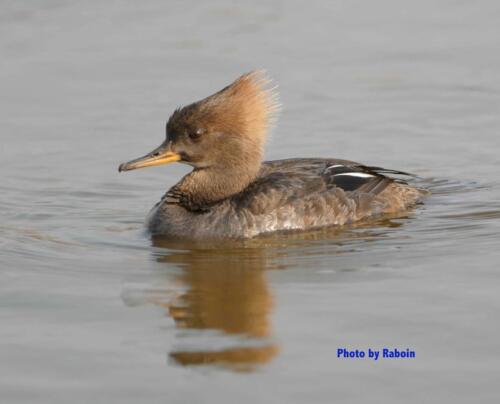 Hooded Merganser