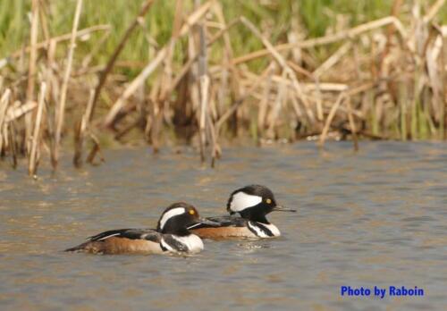 Hooded Merganser