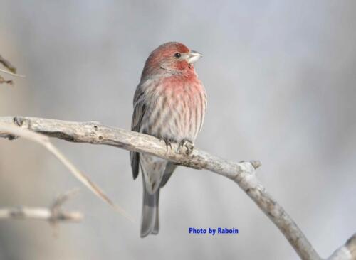 House Finch