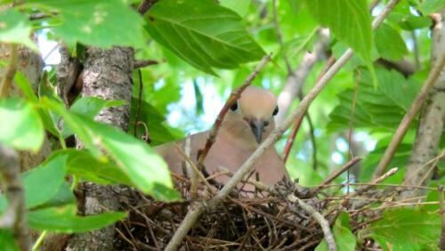 Mourning Dove Nest