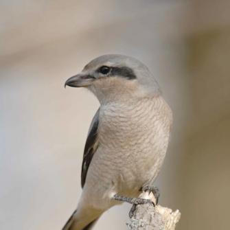 Northern Shrike