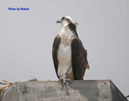 Osprey Perched