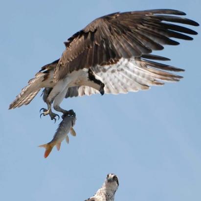 Osprey with fish