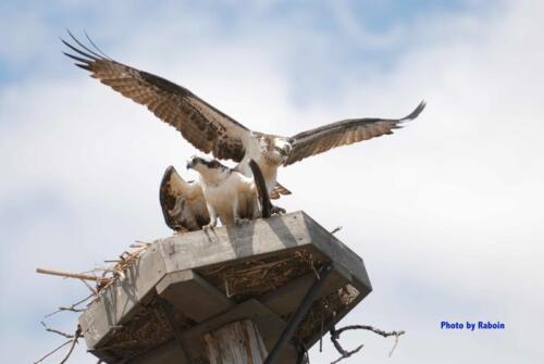 Osprey pair