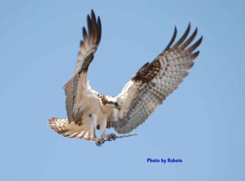 Osprey with stick