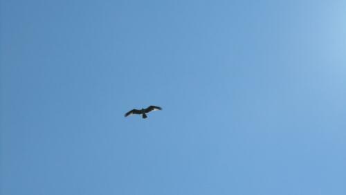 Osprey taken from tower 