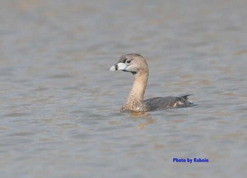 Pied-billed Grebe