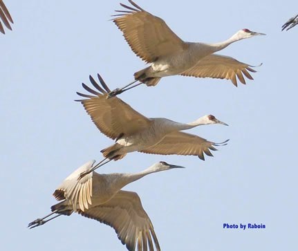 Sandhills flying