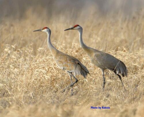 Sandhills marsh