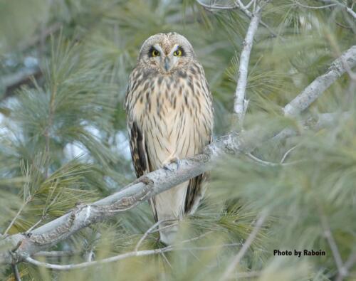 Short Eared Owl