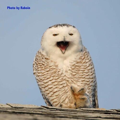 Snowy Owl