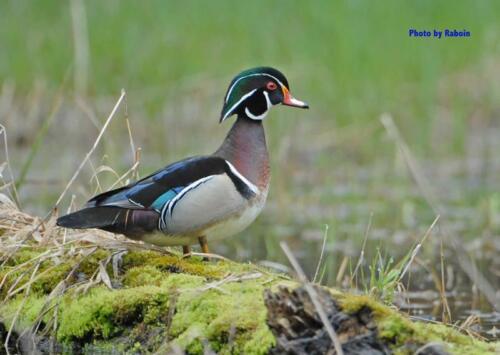 Wood Duck