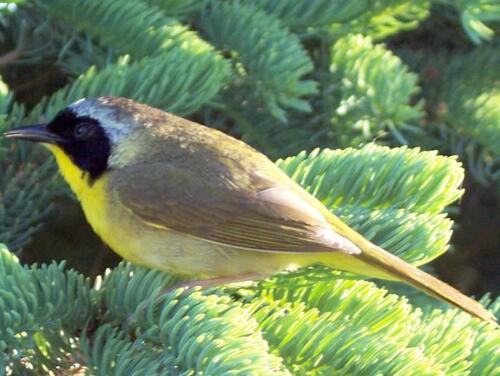 Yellowthroat Warbler