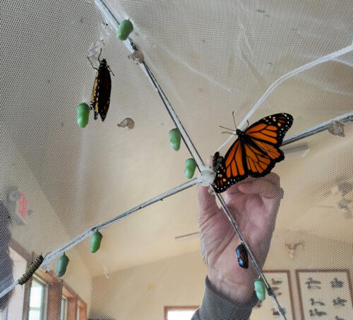 Butterflies, a caterpillar, chrysalises,