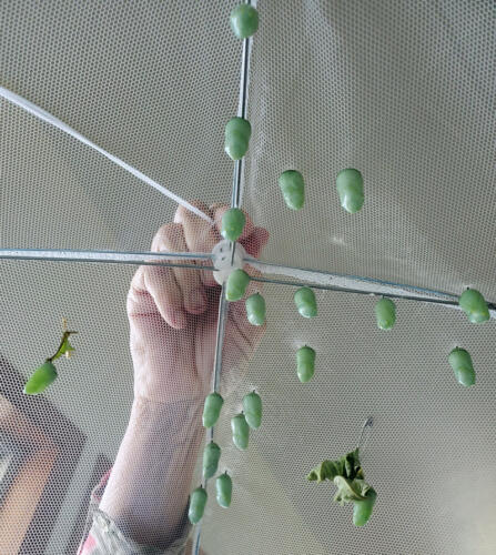 Chrysalises line the top of the cage