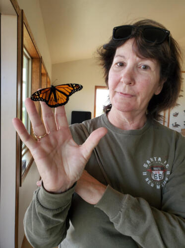 Janet - Our local butterfly enthusiast - holding male monarch