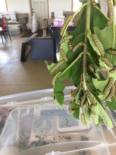 Monarch caterpillars on milkweed