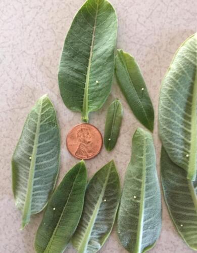 Monarch eggs are off-white or cream colored and the size of a pinhead or pencil tip