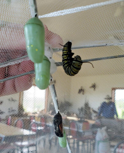 The caterpillar forms a J as it hangs upside down to form the chrysalis