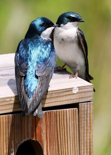 Bird Gallery Tree-Swallow-2-1