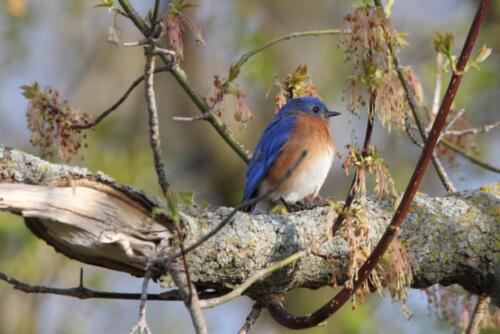 Bird gallery bluebird-1