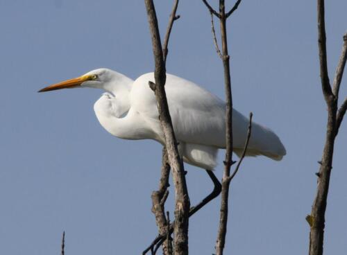 Bird gallery great egret-2